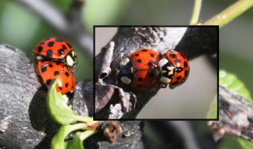 Harmonia axyridis